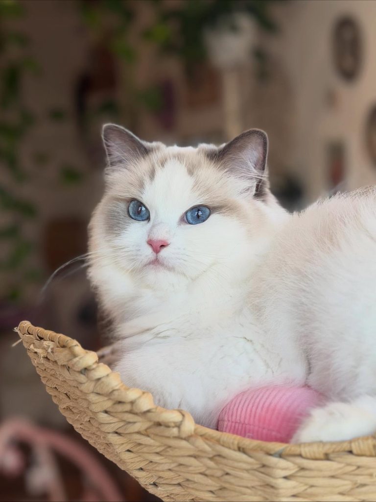 cherry ragdoll