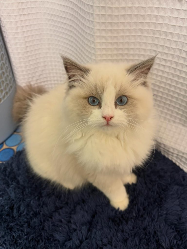mia ragdoll
